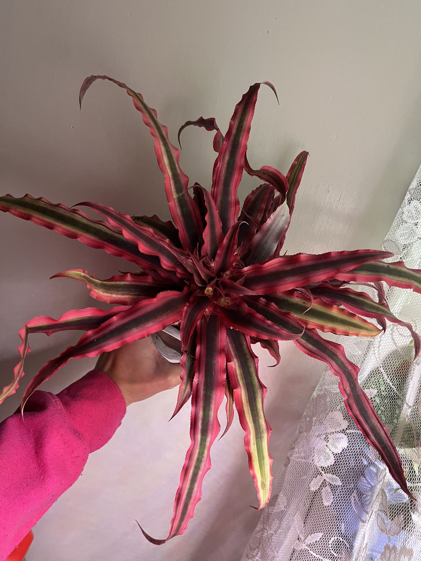 Cryptanthus ‘Super Pink’ Earth Star