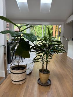Pair of Large Healthy Houseplants (Fiddle Leaf Fig & Dracaena) + Planters