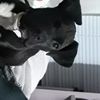 Tiernan
