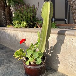 Euphorbia Cactus