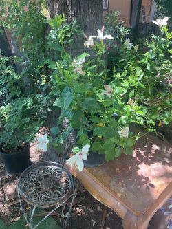 White hibiscus 🌺 plants