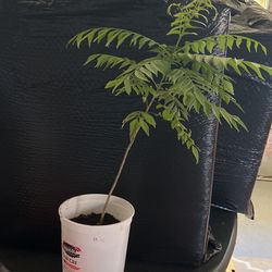 Curry Leaves For Sale
