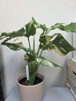 Monstera Thai Constellation $75