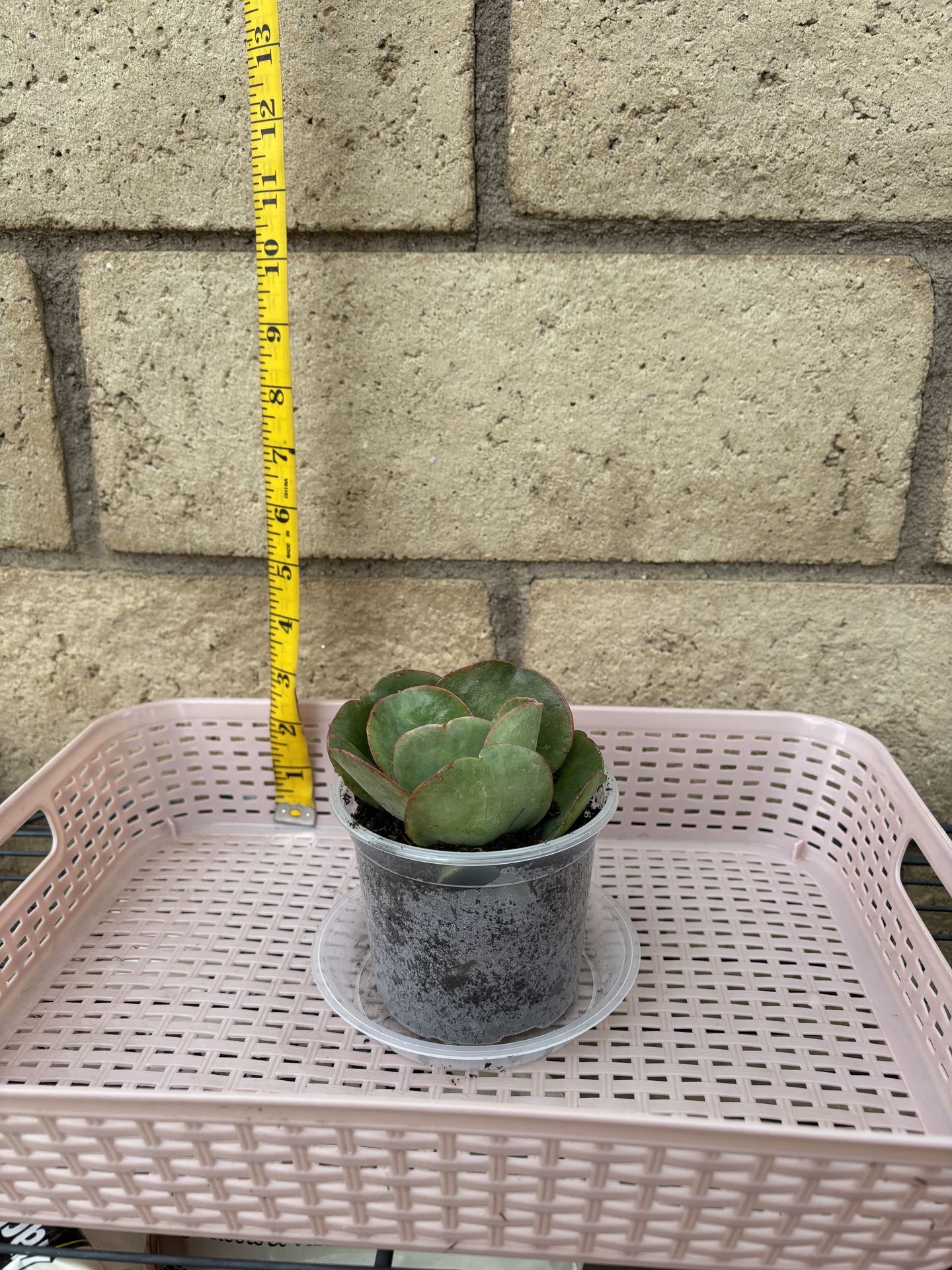 Small echeveria dusty rose