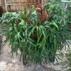 Two Staghorn Ferns A Large One And A Smaller. $125.00