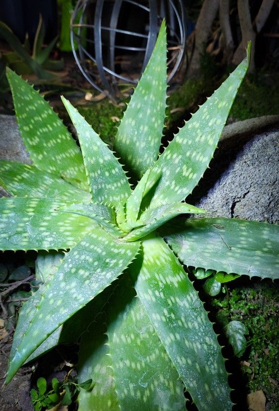Beautiful Aloe Maculata Succulents with Orange Flowers - "Soap Aloe" 🪴