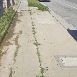 Free Sun Rose Succulent Cuttings