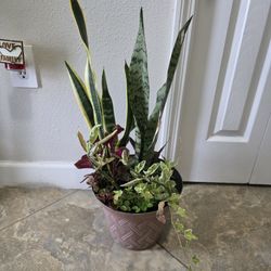 Plant Arrangement Mothers Day/birthday Gifts