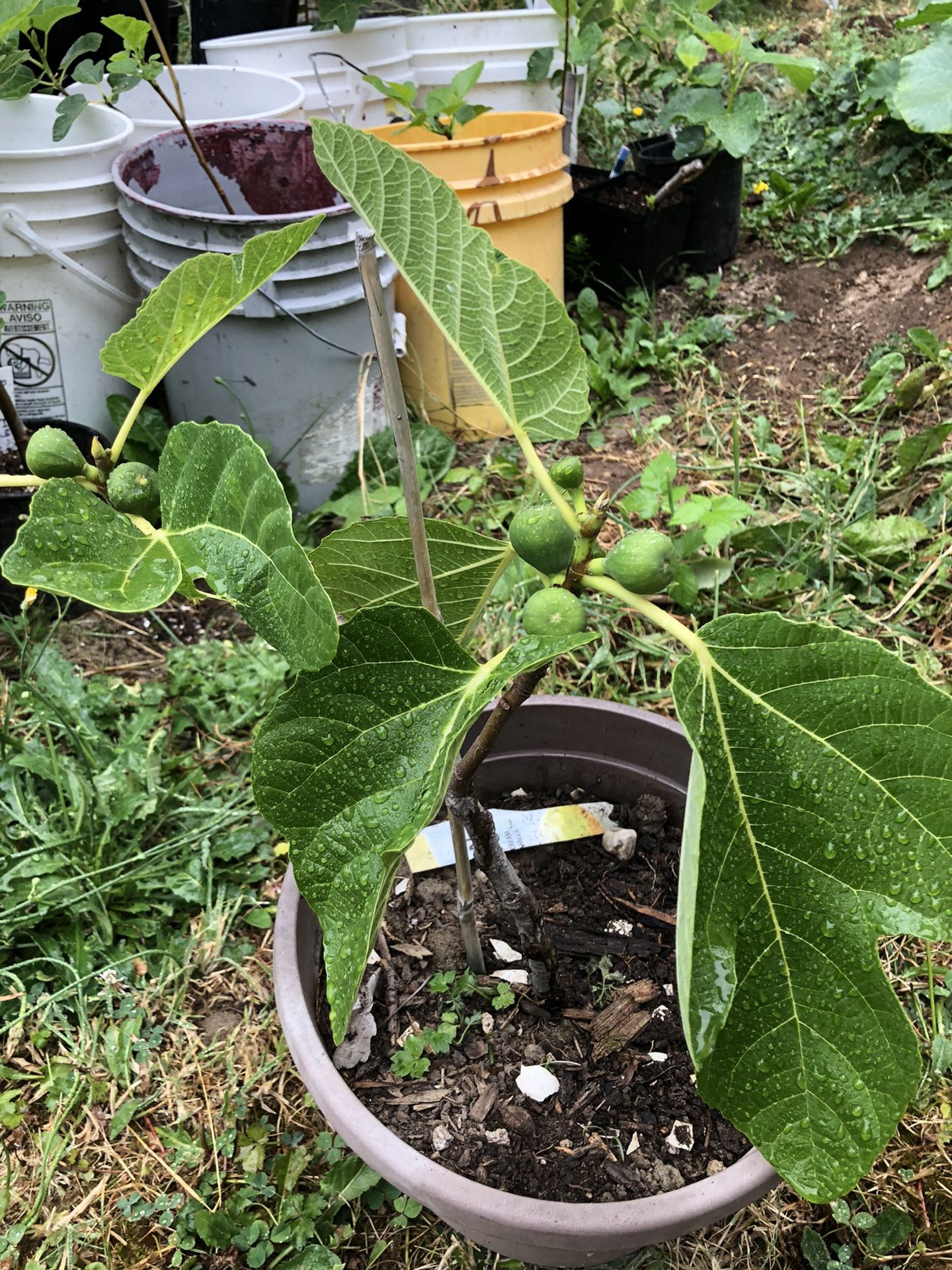 Organic Fig tree for sale