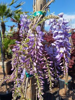 Wisteria