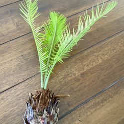 Sago Palm Plant / Tree Pup - For Propagation 