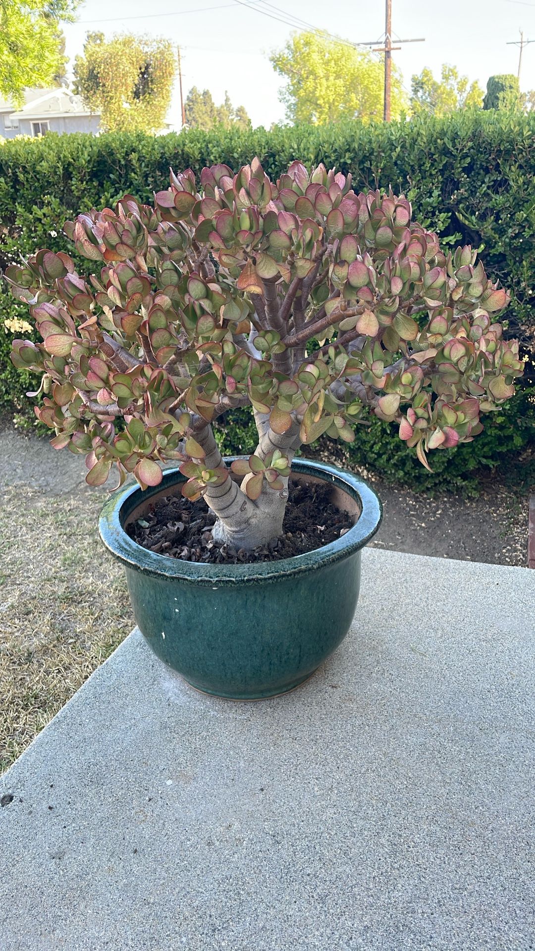 Suculenta Large W /ceramic Pot