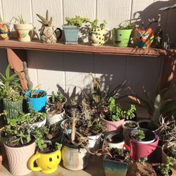 Fall Succulent Clearance  