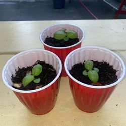 Basil