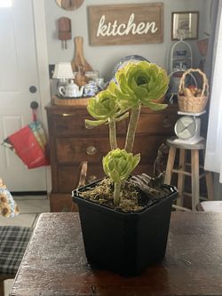 Live Green Rose Succulent