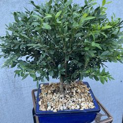 Bonsai Plants $50 Each