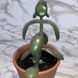 Jade Plant