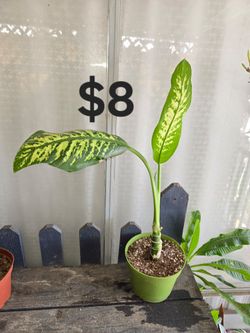 Dieffenbachia