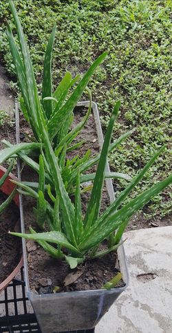 Aloe vera