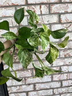 Marble Queen Pothos