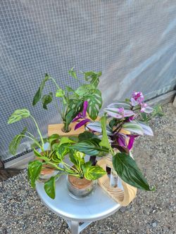 Plants in water $5 Each