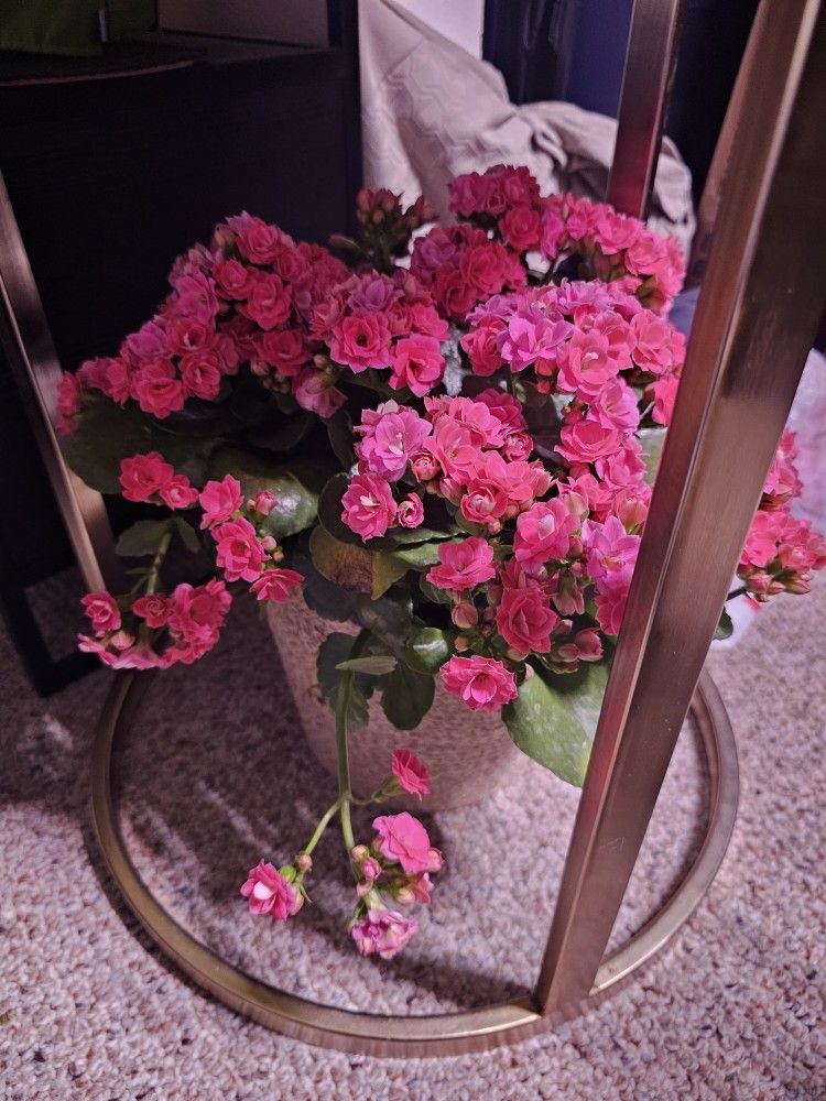 Succulent With Flowers