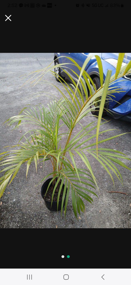 Areca Palm Potted Plant  Landscape Plant
