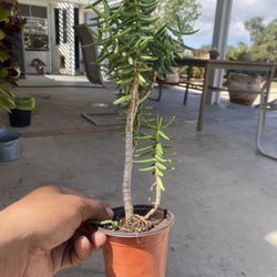 Plant