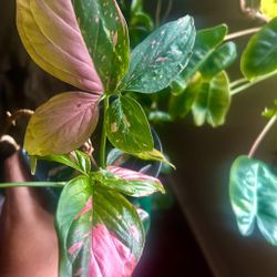 Rare Pink Splash Syngonium