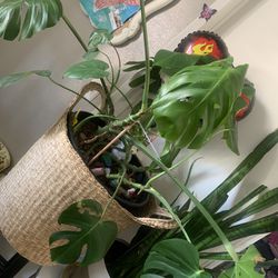 XL Basket With Monstera Live Plant 
