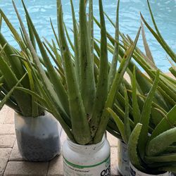 🌱HUGE ALOE VERA PLANT 🌱