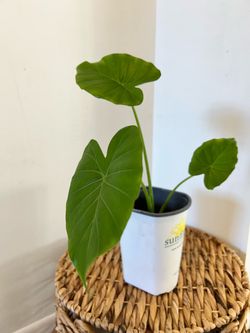 Alocasia / Elephant Ears PLANT 🪴