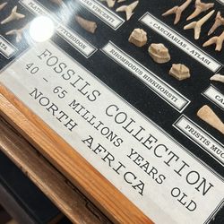 Fantastic Museum Collection