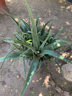 Green Aloe Vera Elephant Food Home Decor Front Yard