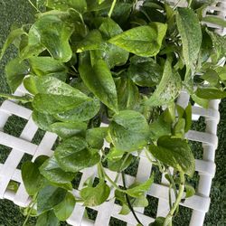 Golden Pothos Plant