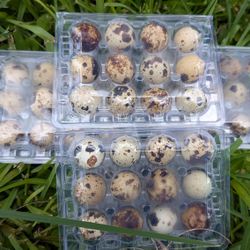 Pasture Raised Quail Eggs 