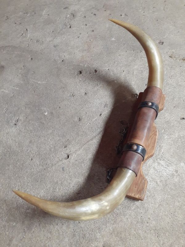 Bull horns for Sale in Franklin, IN OfferUp