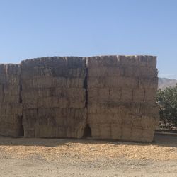 Alfalfa Para ganado - Chivas Vacas 
