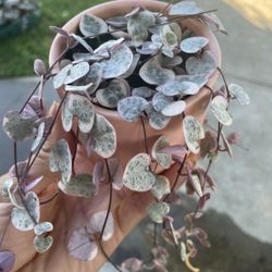 String Of Heats Plant