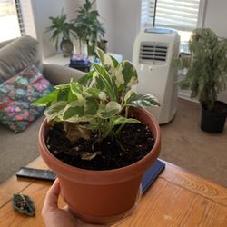 Pothos Plant 