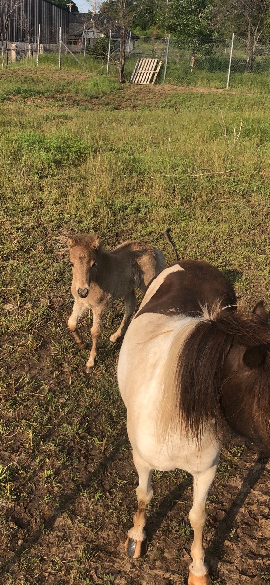 Mini Horse
