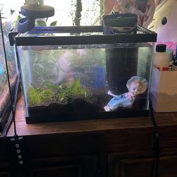 Fish Light, 2.5 Gallon Tank, Filter
