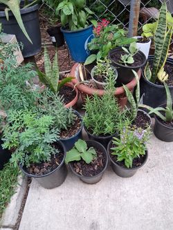 Plantas de venta