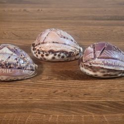 3 Pictured Sea Shells