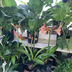 Amaryllis / Planta de Lirio 