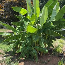 Banana Trees 