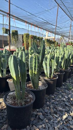 Candle Stick Cactus
