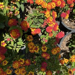Lantanas 5 Gallon 16$ Each