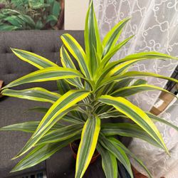 💙2 & Half feet💙Beautiful Lemon Lime Dracaena👉PLS READ DESCRIPTION 