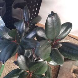 Ficus, Rubber Plant